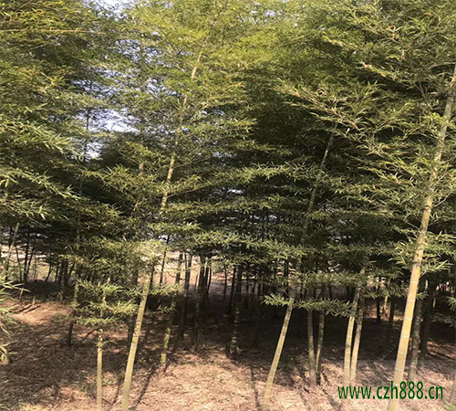 毛竹的修剪技巧 毛竹修剪后的護理措施