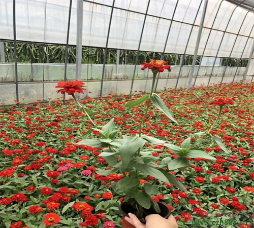 百日草種子一般什么時候種植比較好？