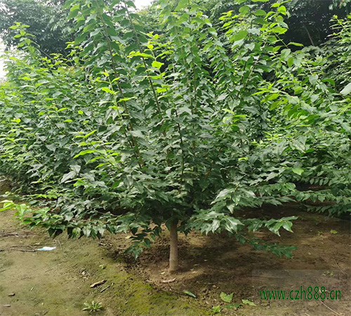臘梅開花后的保護(hù)事項 臘梅開花后的養(yǎng)護(hù)
